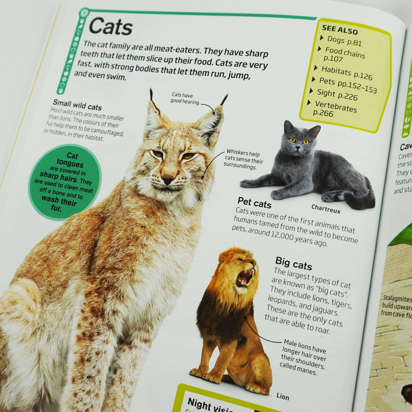 DK Children's Encyclopedia: The Book that Explains Everything - Age 7-9 - Hardcover